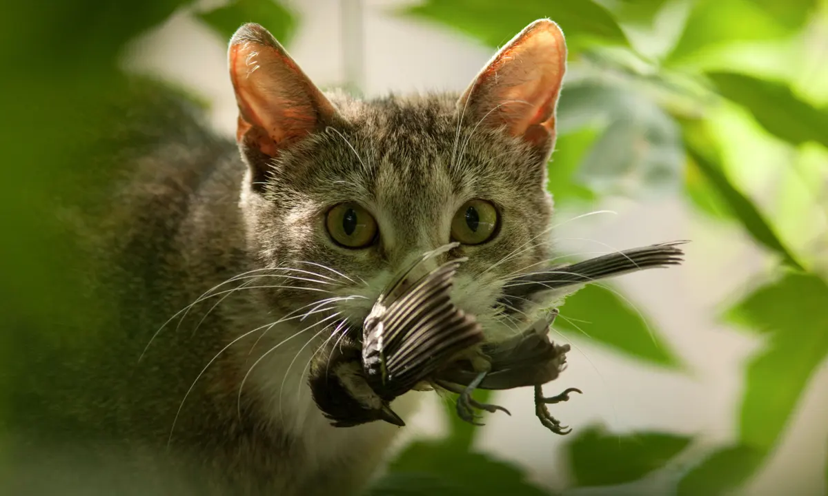 a cat with a bird in its mouth
