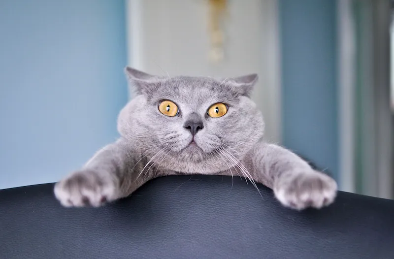 a cat looking shocked